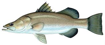 Barramundi